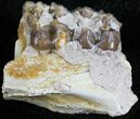 Oligocene Horse (Mesohippus) Jaw Section #25056-1